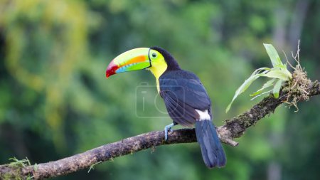 rear view clip of a keel-billed toucan perching on a branch in costa rica