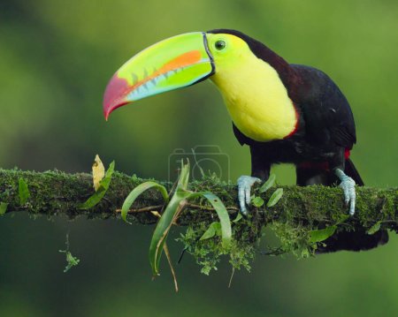 front view of a keel-billed toucan perching on a branch at boca tapada in costa rica