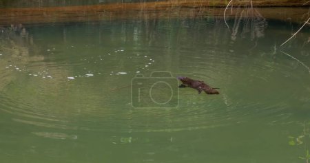eine weite aufnahme eines schnabelschnabelschnabelschnabelschnabeltieres, das im gebrochenen fluss im eungella nationalpark von queensland, australien schwimmt