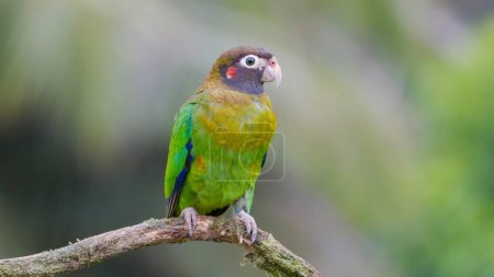 a brown-hooded parrot perched on a branch and facing the camera at boca tapada in costa rica