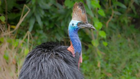 close up of a southern cassowary preening its feathers on a rainy day at etty bay of queensland , australia