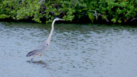 a great blue heron wading in the wetlands at merritt island national wildlife refuge of florida, usa