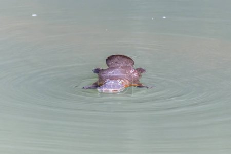 eine Frontansicht eines Schnabeltieres, das etwas im gebrochenen Fluss im Eungella Nationalpark von Queensland, Australien, kaut