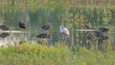 une cuillère à soupe de rose reposant avec d'autres oiseaux dans les zones humides à merritt île refuge faunique national de la Floride, Etats-Unis