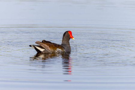 a common moorhen adult swimming in the wetlands at merritt island national wildlife refuge of florida, usa