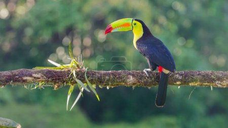 a beautifully sunlit keel-billed toucan perching on a branch in costa rica