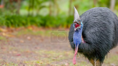 a front view of a southern cassowary swallowing a small piece of fruit at etty bay of queensland, australia