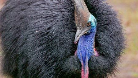 a close up of a southern cassowary facing the cameraat etty bay of queensland, australia