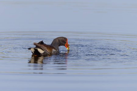 a common moorhen swimming and feeding in the wetlands at merritt island national wildlife refuge of florida, usa