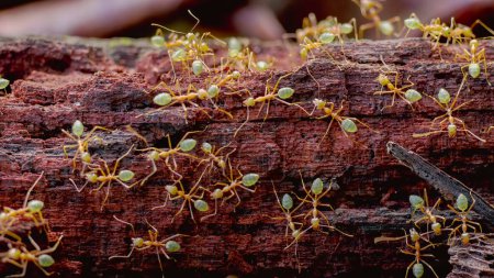 Photo for A colony of green tree ants on decaying log at etty bay of queensland, australia - Royalty Free Image