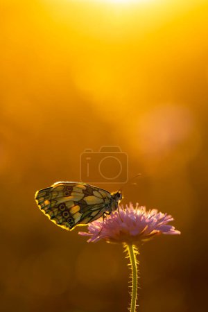 Foto de Una hermosa mariposa sobre un fondo naranja en la noche - Imagen libre de derechos