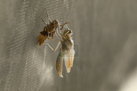 Foto de Libélula que se convierte de la pupa en insecto. - Imagen libre de derechos