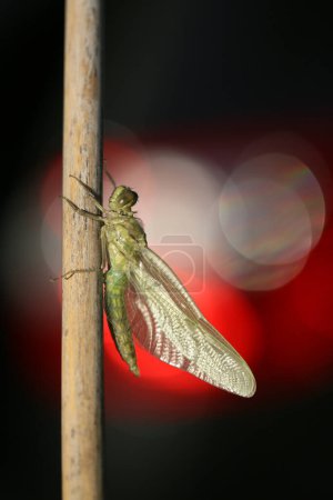 Foto de Libélula que se convierte de la pupa en insecto. - Imagen libre de derechos