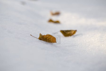 Téléchargez les photos : Feuille couchée dans la neige, par une journée ensoleillée. - en image libre de droit