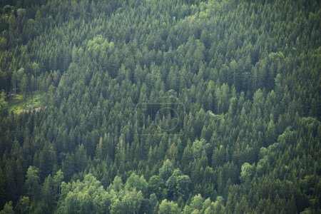 Photo for View from a flight of a volatile forest in the mountains. - Royalty Free Image