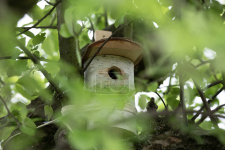 Vogelhäuschen auf einem Baum im Wald. Vogelhaus in der Natur.