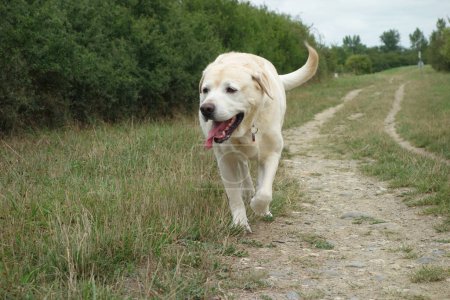 Photo for White labrador dog running in the grass on a country lane - Royalty Free Image