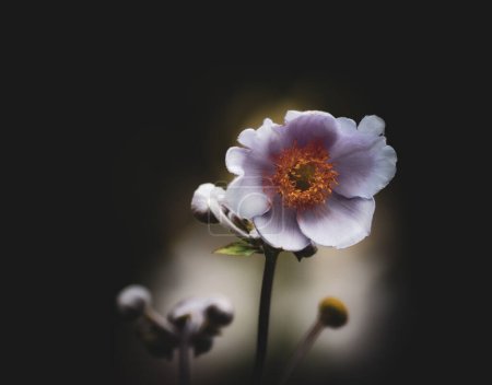Téléchargez les photos : Gros plan de fleur blanche sur fond noir - en image libre de droit