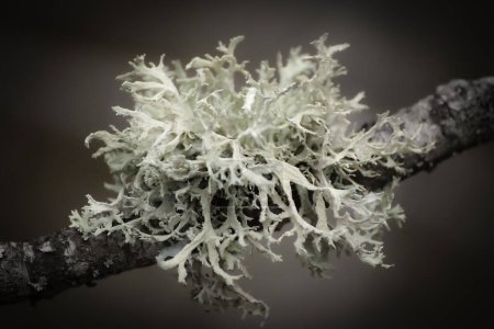 Photo for Close up of a lichen growing on a branch - Royalty Free Image