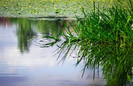 Plants growing in a lake during summer 