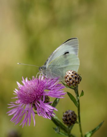 Téléchargez les photos : Close-up of butterfly pollinating on purple flower - en image libre de droit