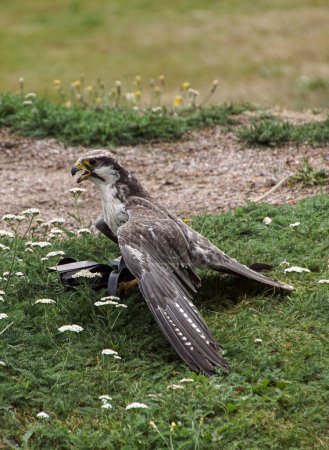 Photo for Close up of a falcon perching on the ground - Royalty Free Image
