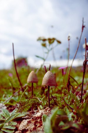 Foto de Primer plano de los hongos que crecen en el campo - Imagen libre de derechos