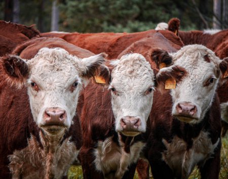 Téléchargez les photos : Portrait de vaches debout sur le terrain - en image libre de droit