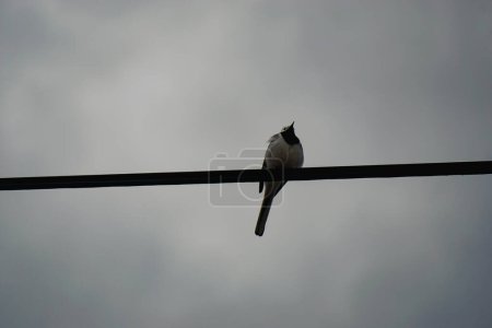 Low angle view of a bird against the sky 