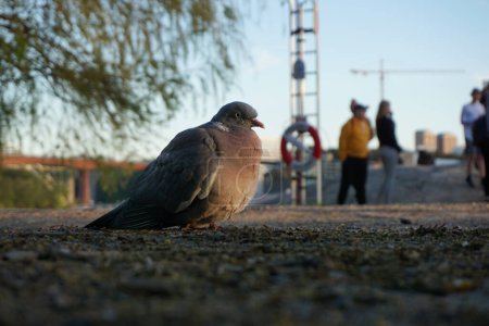 Nahaufnahme einer Taube auf einem Fußweg mit einem Menschen im Hintergrund