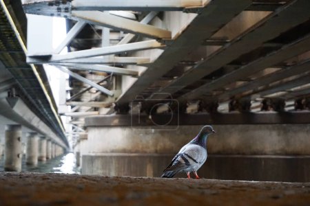 Eine Taube auf einer Mauer unter einer Brücke 