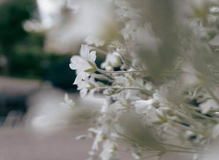 Nahaufnahme weißer Blumen 