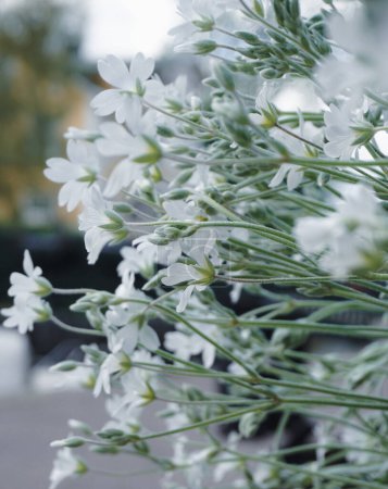 Close up of white flowers 