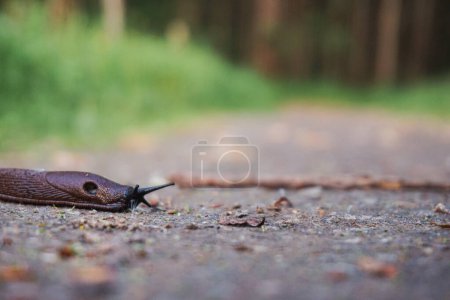a slug on the ground