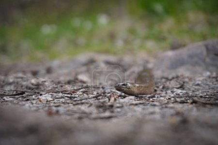 Close up of a slow worm 