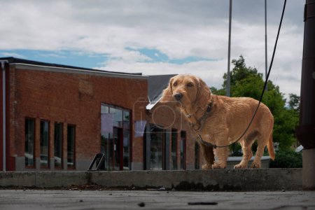 un perro que está de pie frente a un edificio
