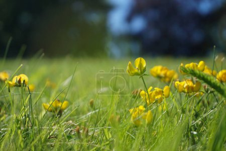 Gelbe Blumen wachsen auf einem Feld 