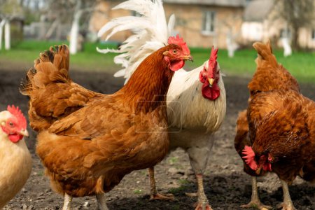 Photo for Free living chickens pasturing outdoors - Royalty Free Image