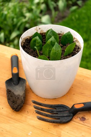 Téléchargez les photos : Plantation de feuilles de zamioculcas en pot blanc sur une table en bois - en image libre de droit