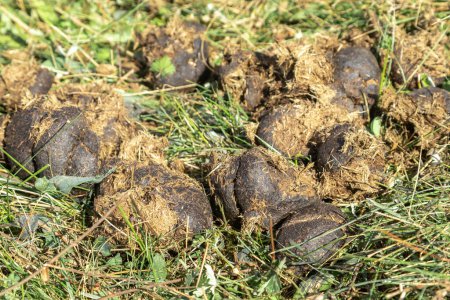 Photo for Fresh horse manure on green grass. A pile of horse manure on an organic farm. - Royalty Free Image