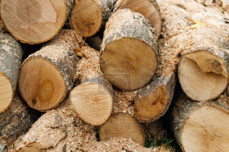 Photo for Harvesting firewood for the winter. Pile of stacked firewood prepared for heating the house in winter, chopped firewood on a stack, firewood stacked and prepared for winter, piles of wood logs - Royalty Free Image