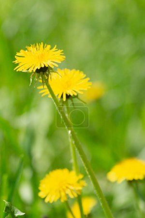 Close-up of yellow spring flowers on the ground. Yellow dandelion flowers on a green background. Field with yellow dandelions.