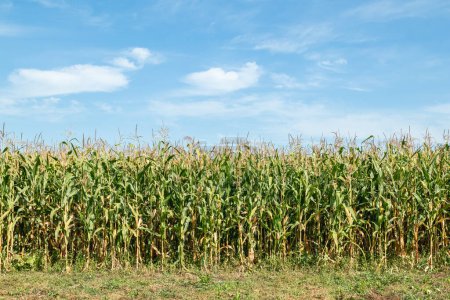 green corn fieldA view of a corn field plantation with a blue sky background. Green corn field. Corn plantation.