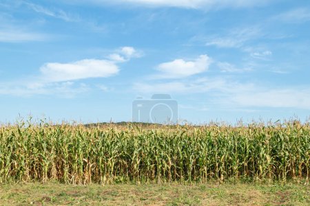 campo de maíz verdeUna vista de una plantación de campo de maíz con un fondo de cielo azul. Campo de maíz verde. Plantación de maíz.