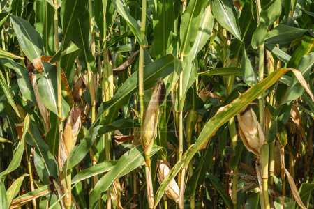 Champ de maïs à proximité. Concentration sélective. Plantation de maïs vert au champ durant la saison agricole estivale. Gros plan de maïs sur l'épi dans un champ.