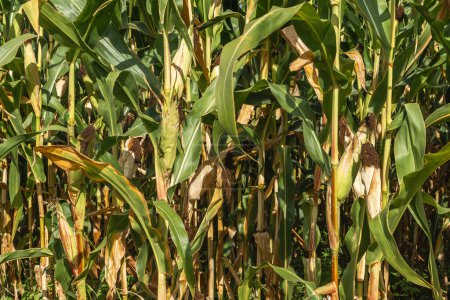 Campo de maíz cerca. Enfoque selectivo. Maíz verde plantación de maíz en la temporada agrícola de verano. Primer plano de maíz en la mazorca en un campo.