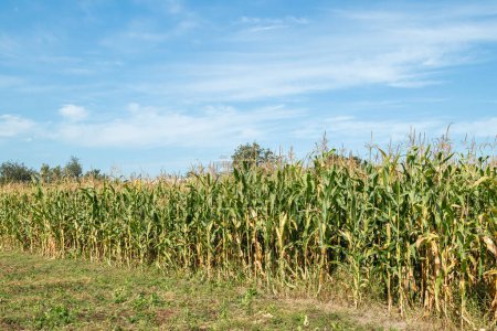 campo de maíz verdeUna vista de una plantación de campo de maíz con un fondo de cielo azul. Campo de maíz verde. Plantación de maíz.