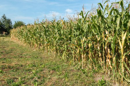 A view of a corn field plantation with a blue sky background. Green corn field. Corn plantation.