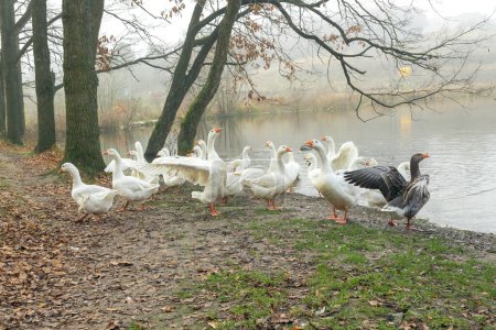 Photo for White and gray geese flock by the water. Agriculture. Flock of geese near the lake. Agriculture. Domestic geese near the pond. - Royalty Free Image