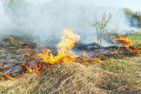 Foto de Quemando hierba seca en el campo de cerca. Fuego en el campo. Desastre ambiental, medio ambiente, cambio climático, contaminación ambiental - Imagen libre de derechos